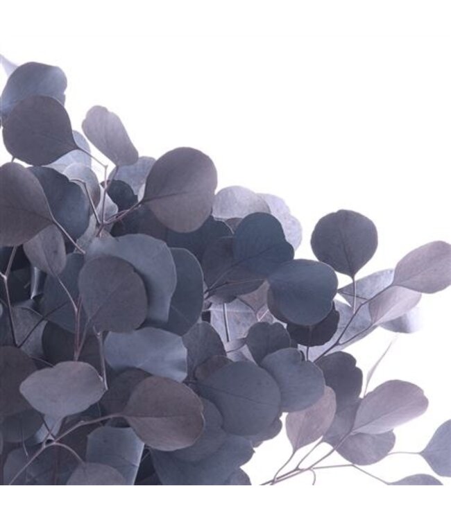 Populus préservé bleu | Longueur 50 centimètres | Par commande de 30 pièces