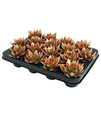 ME Echeveria coloured bronze ( x 16 )