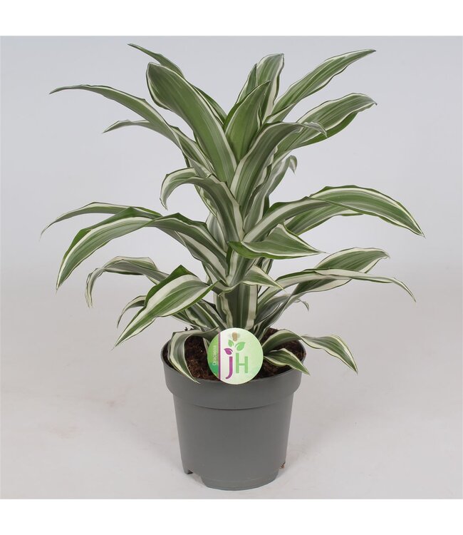 Dracaena 'white Jewel' P17 ( x 6 )