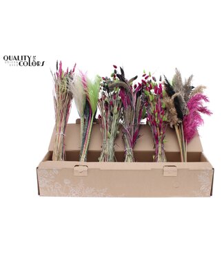 QC Groen, zwart, cerise kleurrijke droogbloemen mix | Lengte 60 centimeter | Mix van 6 bossen