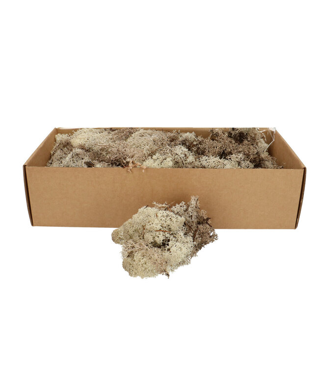 Natural dried reindeer moss | Weight 400 - 500 grams per package | Available for individual purchase