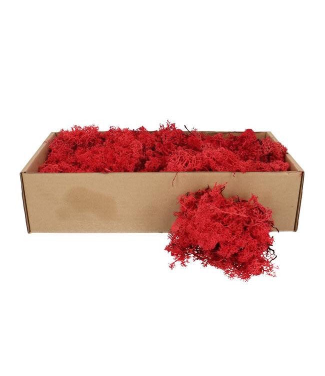 Rotes Trocken-Dekor Rentiermoos | Gewicht 400 - 500 Gramm pro Verpackung | Stückweise bestellbar