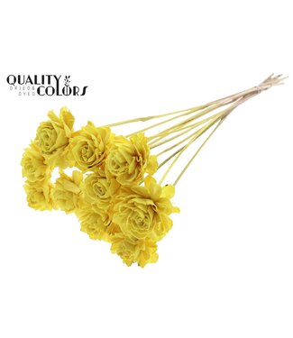 QC Shola Dhaliya 6cm on stem Yellow ( x 50 )