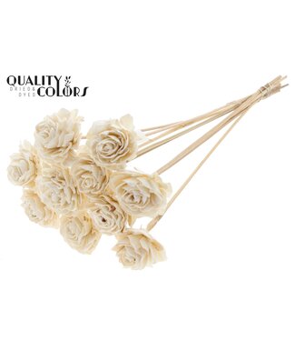 QC Shola Dhaliya 6 centimeter on stem Natural | Per 50 stuks
