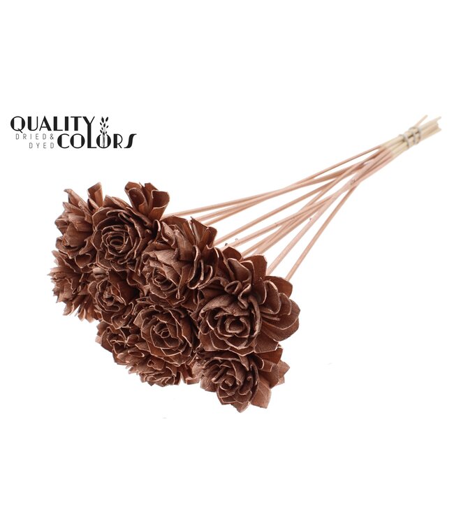 Shola Dhaliya 6cm on stem Copper ( x 50 )