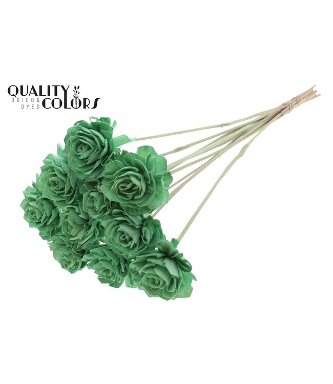 Shola Dhaliya 6cm on stem Mint Green ( x 50 )