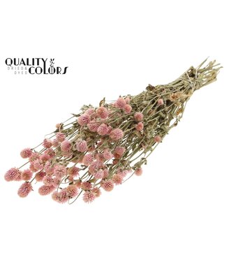 QC Gomphrena per bunch Natural Pink | Per 6 stuks