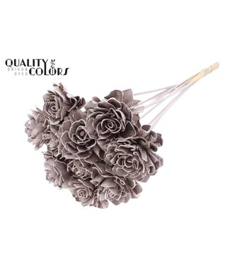 QC Shola Dhaliya 6 centimeter on stem Champagne | Per 50 stuks
