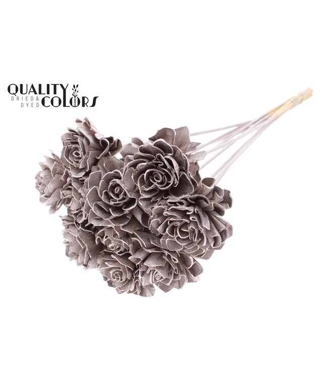 Shola Dhaliya 6cm on stem Champagne ( x 50 )