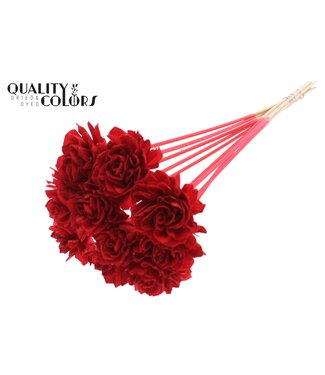 QC Shola Dhaliya 6 centimeter on stem Red | Per 50 stuks