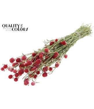 QC Gomphrena per bunch Natural Red | Per 6 stuks