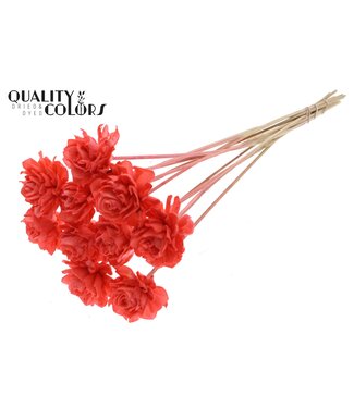 QC Shola Dhaliya 6cm on stem Coral ( x 50 )