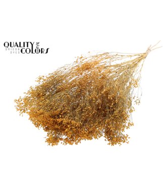 QC Aprikosenfarbene Broom Bloom Trockenblumen | Pro Stück verpackt | Pro 6 Bündel