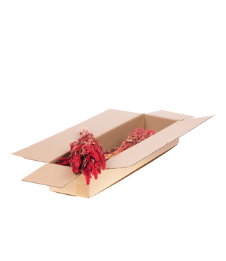 LDD Amaranthus rose séchée | Longueur 65 centimètres | Par 4 bouquets