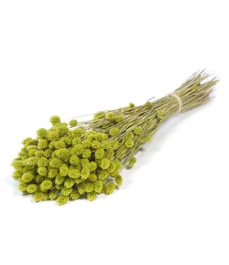 LDD Getrocknete Phalaris | Grüne Trockenblumen | Pro 20 Bündel