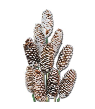 LDD Spruce cone o/s 10pc natural white tip ( x 20 )