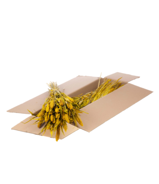 LDD Setarea séchée | Shopbox Burnt Orange fleurs séchées | Par 4 bouquets