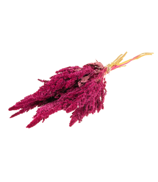 Fleurs séchées Amaranthus cerise | Longueur 65 centimètres | Par 15 bouquets