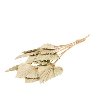 LDD Palmspear 10pc natural | Per 15 stuks
