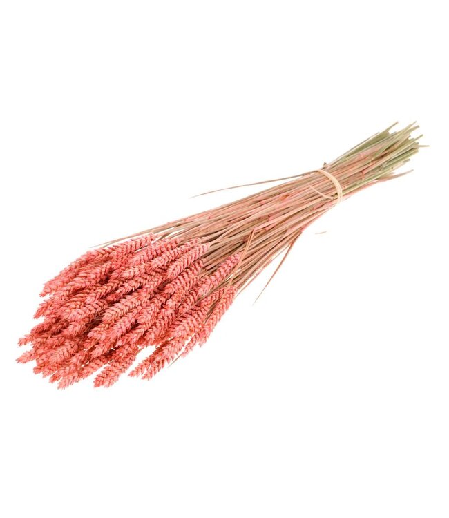Blé séché | Fleurs séchées roses | Commande par 20 bouquets