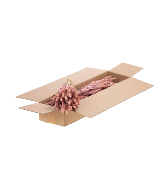 LDD Amaranthus séchées Rose Brumeux | Longueur 65 centimètres | Par 4 bouquets