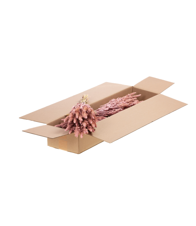 Amaranthus séché rose brumeux | Longueur 65 centimètres | Par 4 bouquets