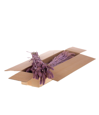 LDD Dried Setaria Italica | Shopbox Pink Misty dried flowers | Per 3 bunches