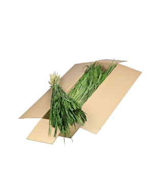 LDD Getrocknete Setarea | Shopbox Coral Misty Trockenblumen | Pro 4 Bündel