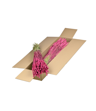 LDD Blé Séché | Shopbox Cerise fleurs séchées fleurs séchées | Par 4 bouquets