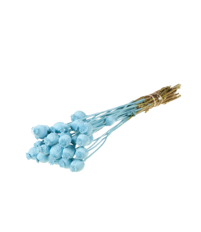 Pavots séchés | Fleurs séchées Blue Misty | Commande par 20 bouquets