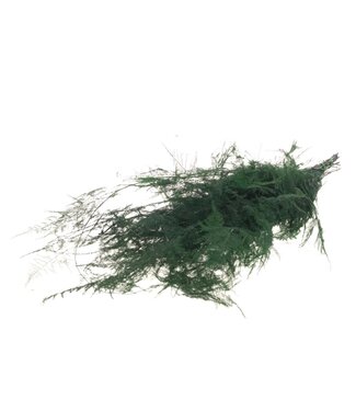 LDD Asparagus preserved moss green ( x 15 )