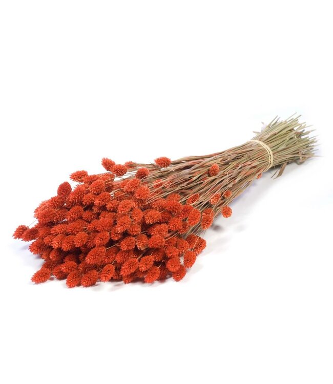 Phalaris séchée | Fleurs séchées Burnt Orange | Commande par 20 bottes