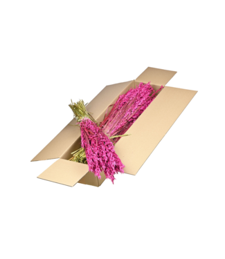 LDD Haver (avena) SB cerise | Per 5 stuks