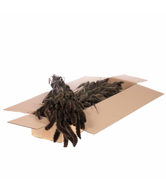LDD Getrocknete Setaria Italica | Shopbox Rosa Trockenblumen | Pro 3 Bündel