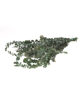 LDD Eucalyptus baby preserved moss green ( x 20 )