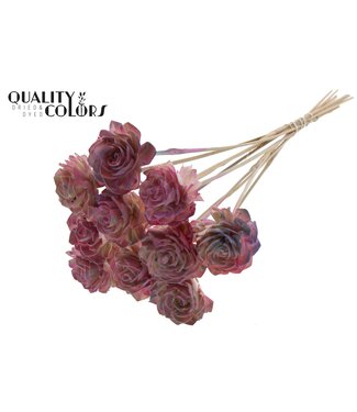 QC Shola Dhaliya 6cm on stem Gradient Pink ( x 50 )