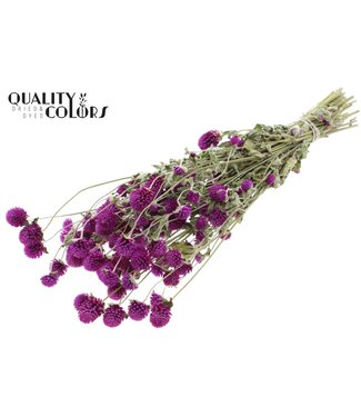 QC Gomphrena per bunch Natural Purple | Per 6 stuks