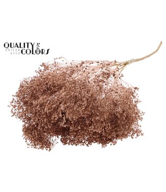 QC Koperkleurige Broom Bloom droogbloemen | Per stuk verpakt | Per 6 bossen