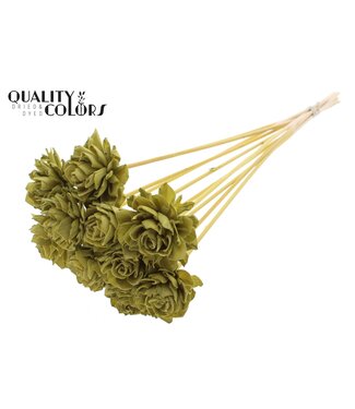 QC Shola Dhaliya 6 centimeter on stem Olive | Per 50 stuks