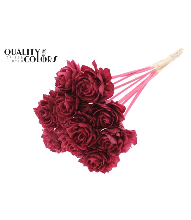 Shola Dhaliya 6cm on stem Burgundy ( x 50 )