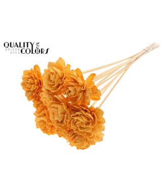 QC Shola Dhaliya 6 centimeter on stem Apricot | Per 50 stuks