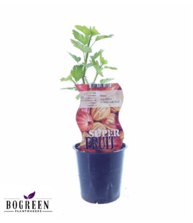 Kamerplant Ribes Hinnonmaki | Potmaat 12 | Hoogte plant 30 centimeter | Per stuk te bestellen