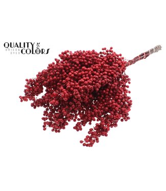 QC Pepperberries per bunch in poly Red ( x 5 )