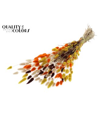QC Lagurus per bunch Colourful 3 | Per 6 stuks