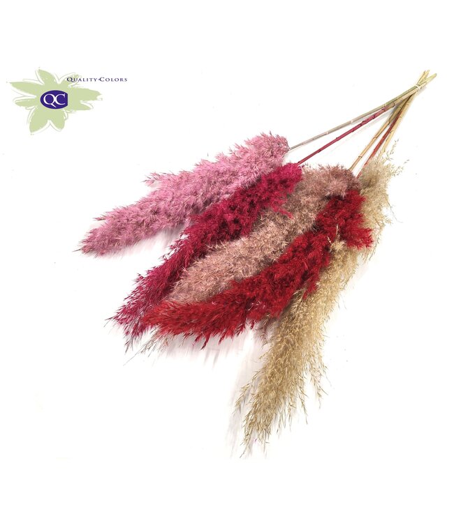 Lady Mix Pampas Federn | Pampasgras Länge 100 Zentimeter | 5 Federn pro Bund | Pro 10 Bunde zu bestellen