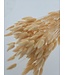 Dried Lagurus Salmon | Bunny Tails Dried Flowers | Length 75 centimetres | Available per bunch