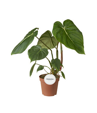 ME Philodendron Pastazanum ( x 5 )