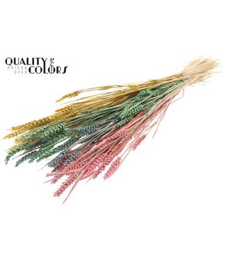 QC Triticum (sunbleached) per bunch Pastel Prism ( x 6 )