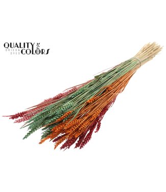 QC Triticum (sunbleached) per bunch Summer Sorbet ( x 6 )