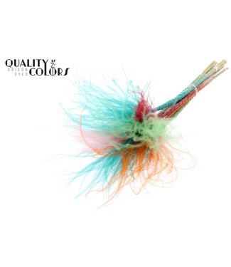 QC Stypha Penata 10 tufts per bunch Colourful Summer Sorbet ( x 10 )